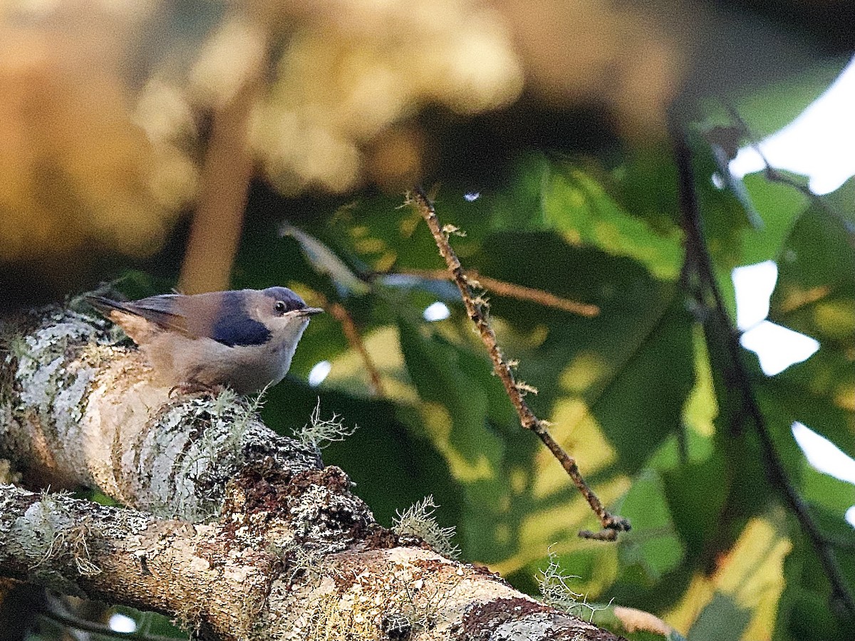 Velvet-fronted Nuthatch - ML617414363