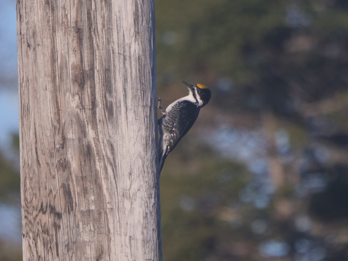 Black-backed Woodpecker - ML617414394