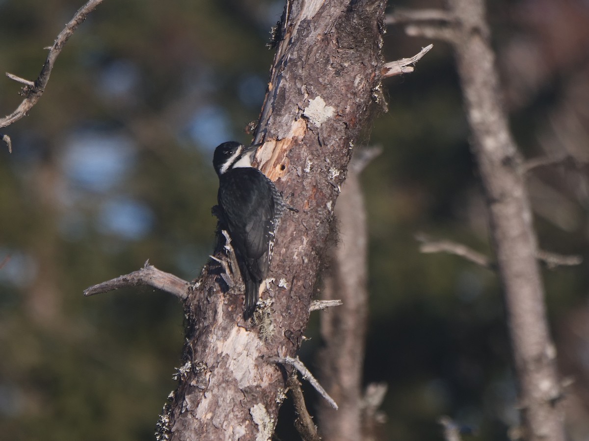 Black-backed Woodpecker - ML617414395