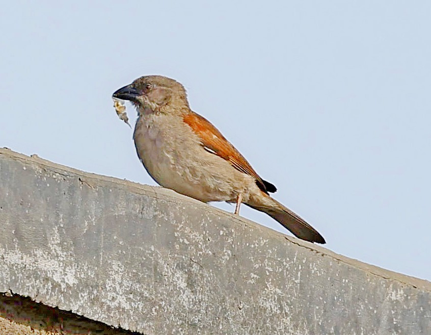 Northern Gray-headed Sparrow - ML617414425