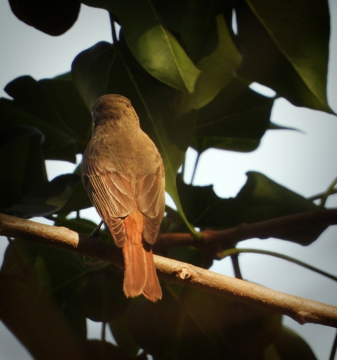 Rusty-tailed Flycatcher - Uma Vaijnath