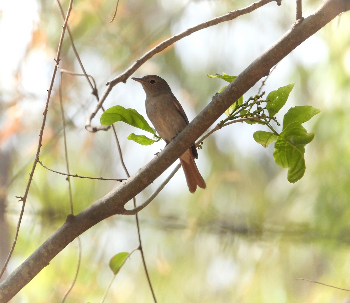 Rusty-tailed Flycatcher - Uma Vaijnath