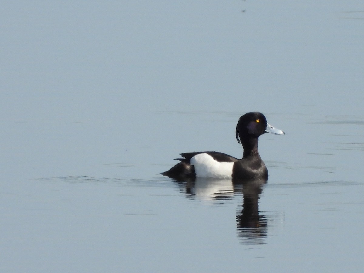 Tufted Duck - ML617414487