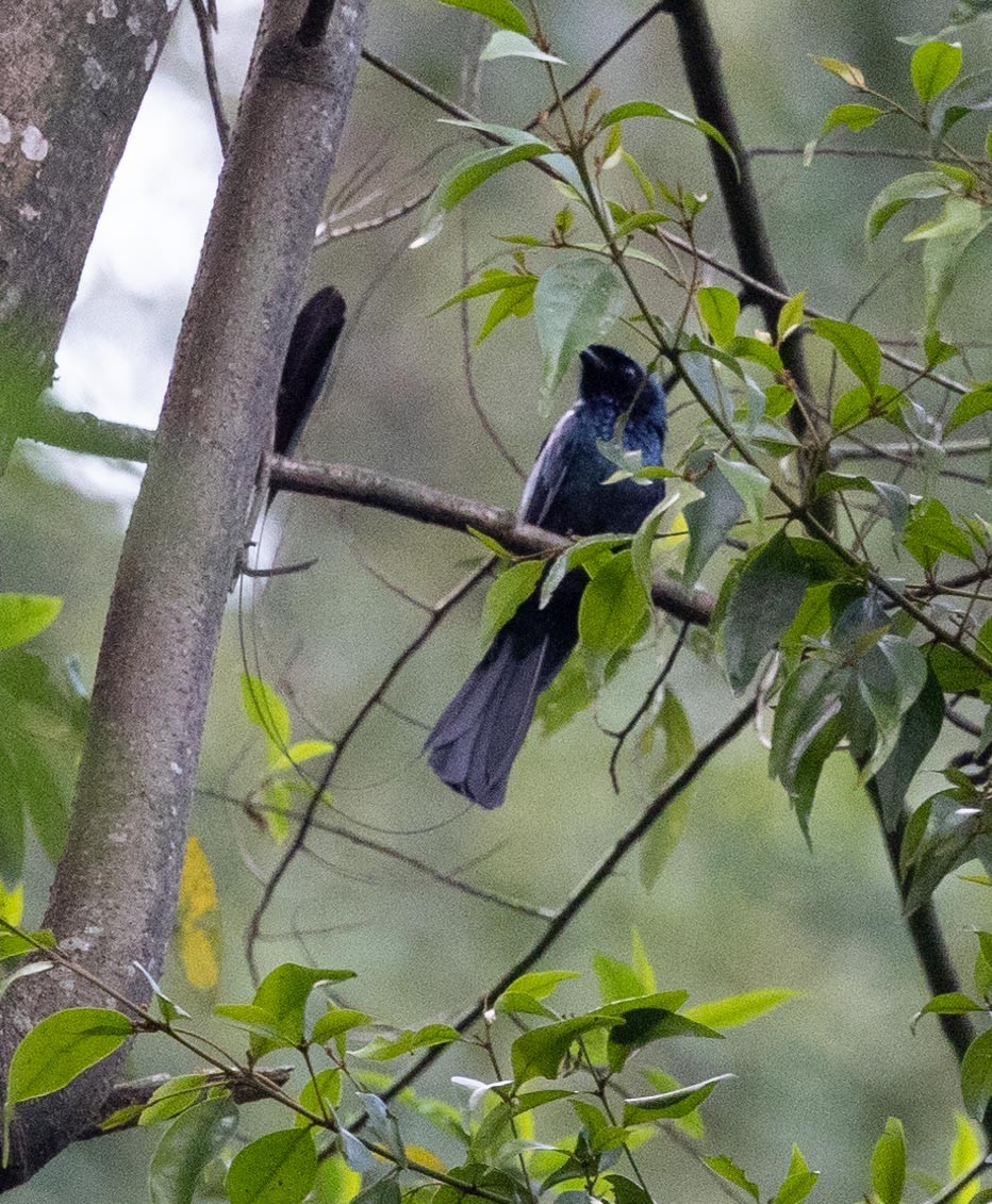 Lesser Racket-tailed Drongo - ML617414501