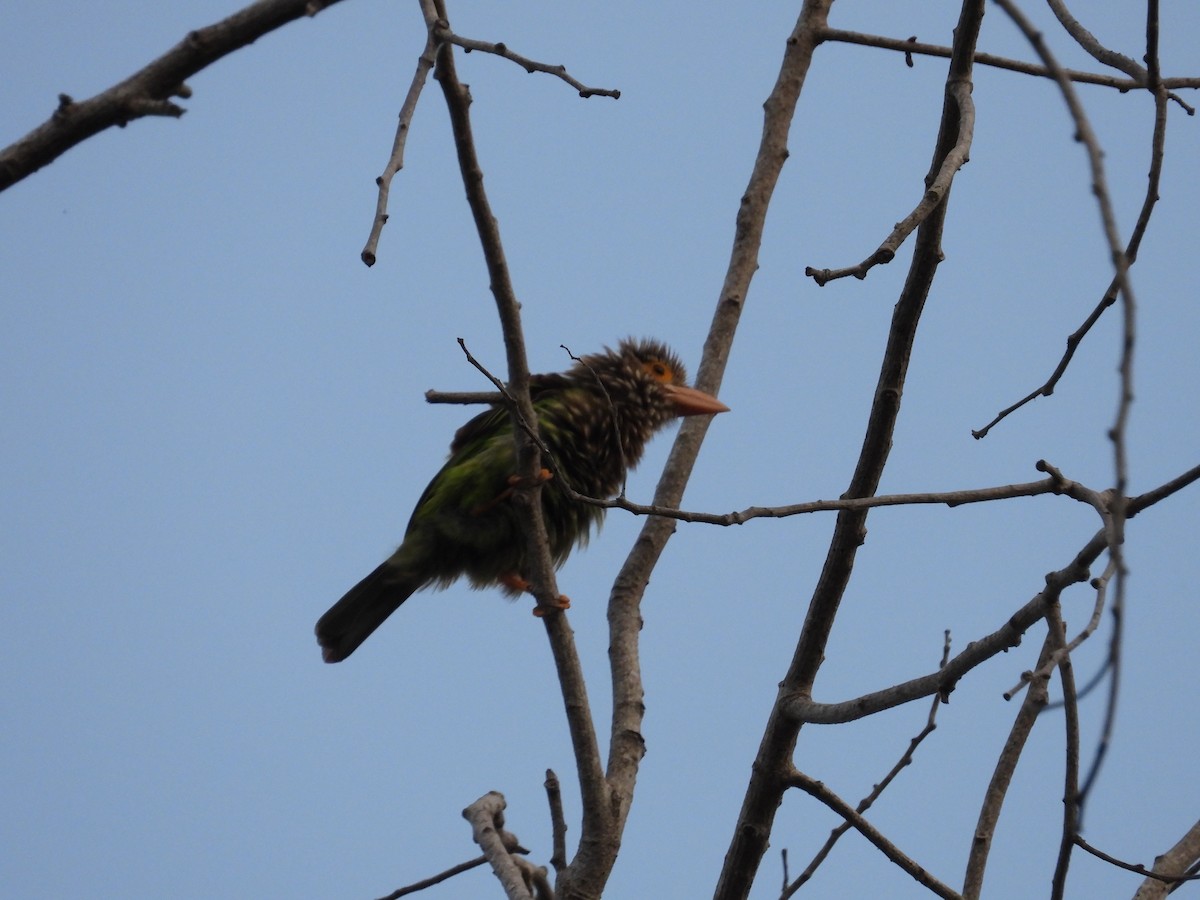 Lineated Barbet - ML617414585