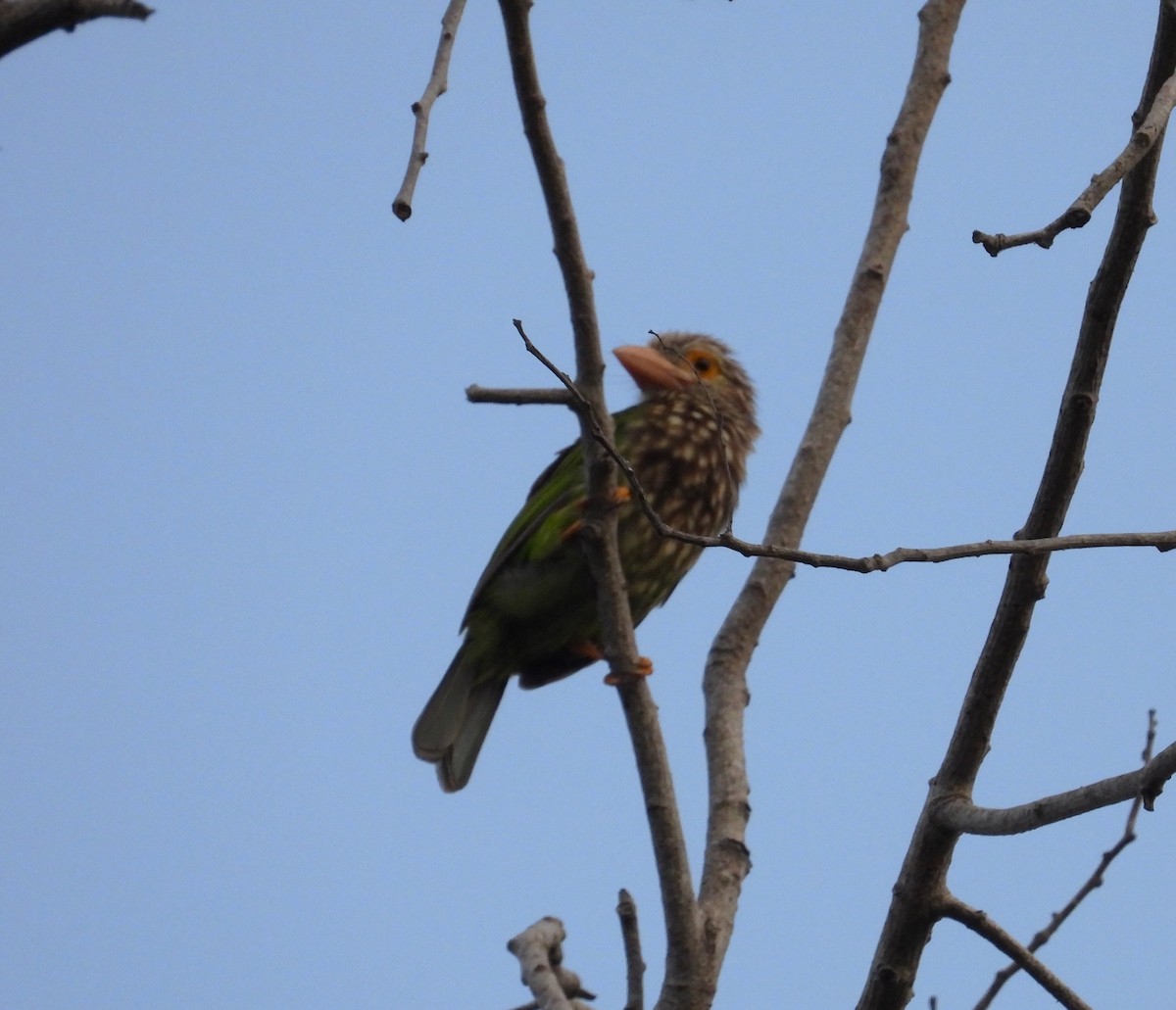 Lineated Barbet - ML617414589