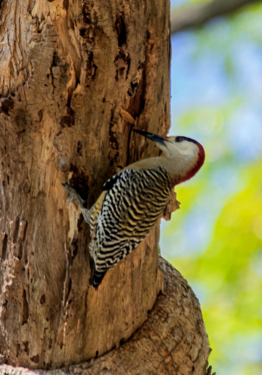 West Indian Woodpecker - ML617414604