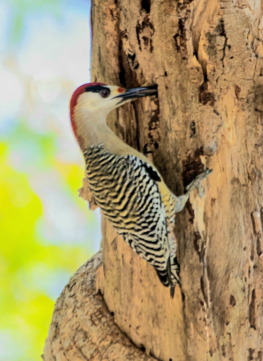 West Indian Woodpecker - ML617414605