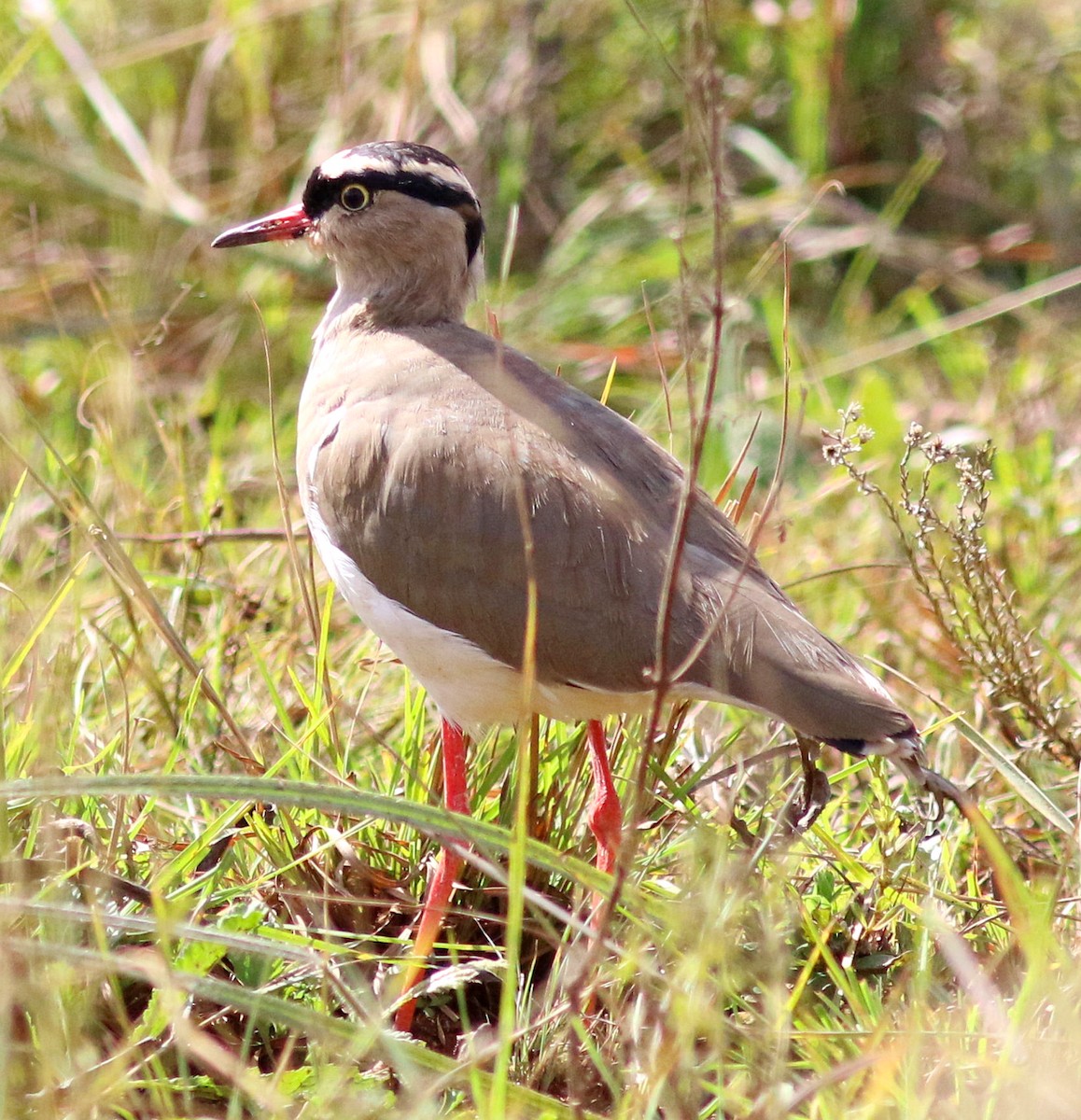 Crowned Lapwing - ML617414664