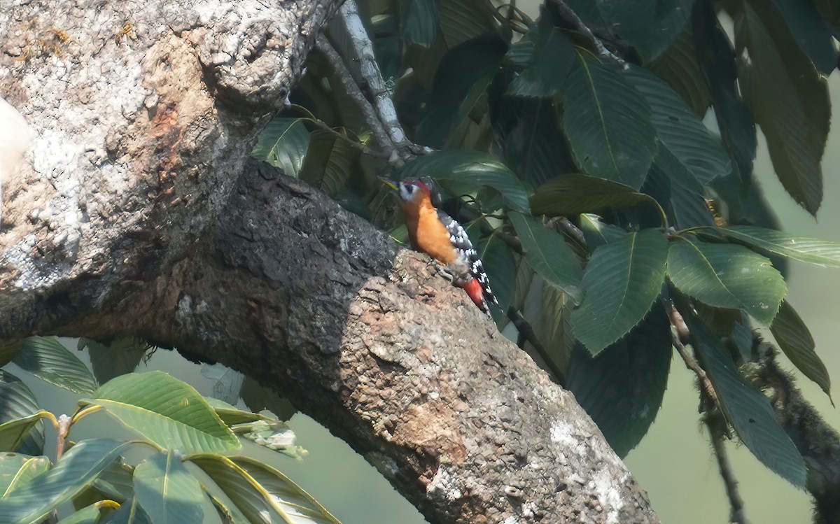Rufous-bellied Woodpecker - Sudip Simha