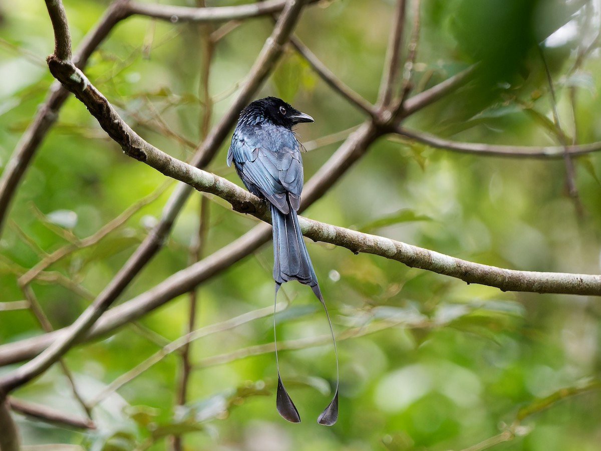 Greater Racket-tailed Drongo - ML617414713