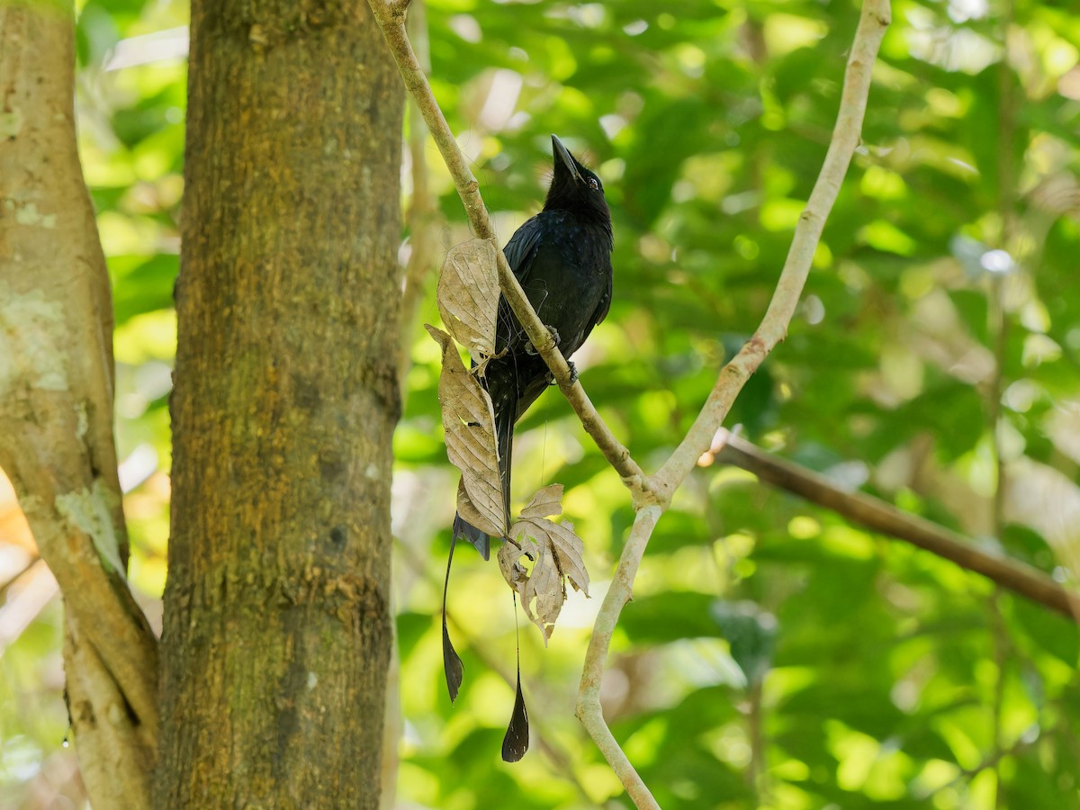 Greater Racket-tailed Drongo - ML617414714