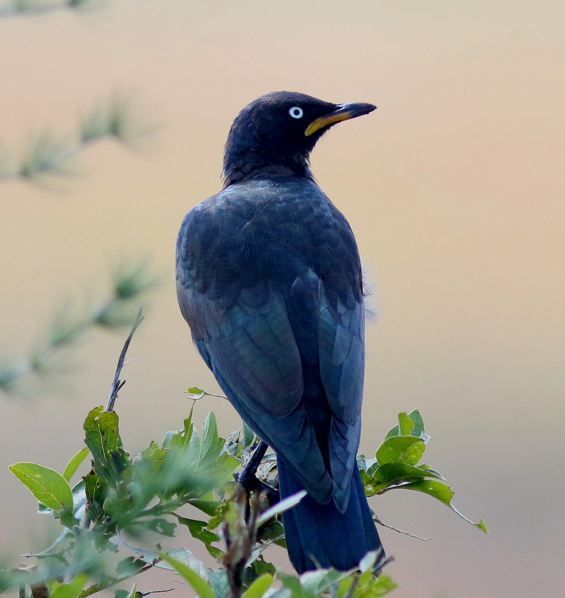 African Pied Starling - ML617414719