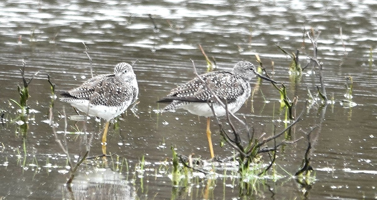 Greater Yellowlegs - Candy Giles
