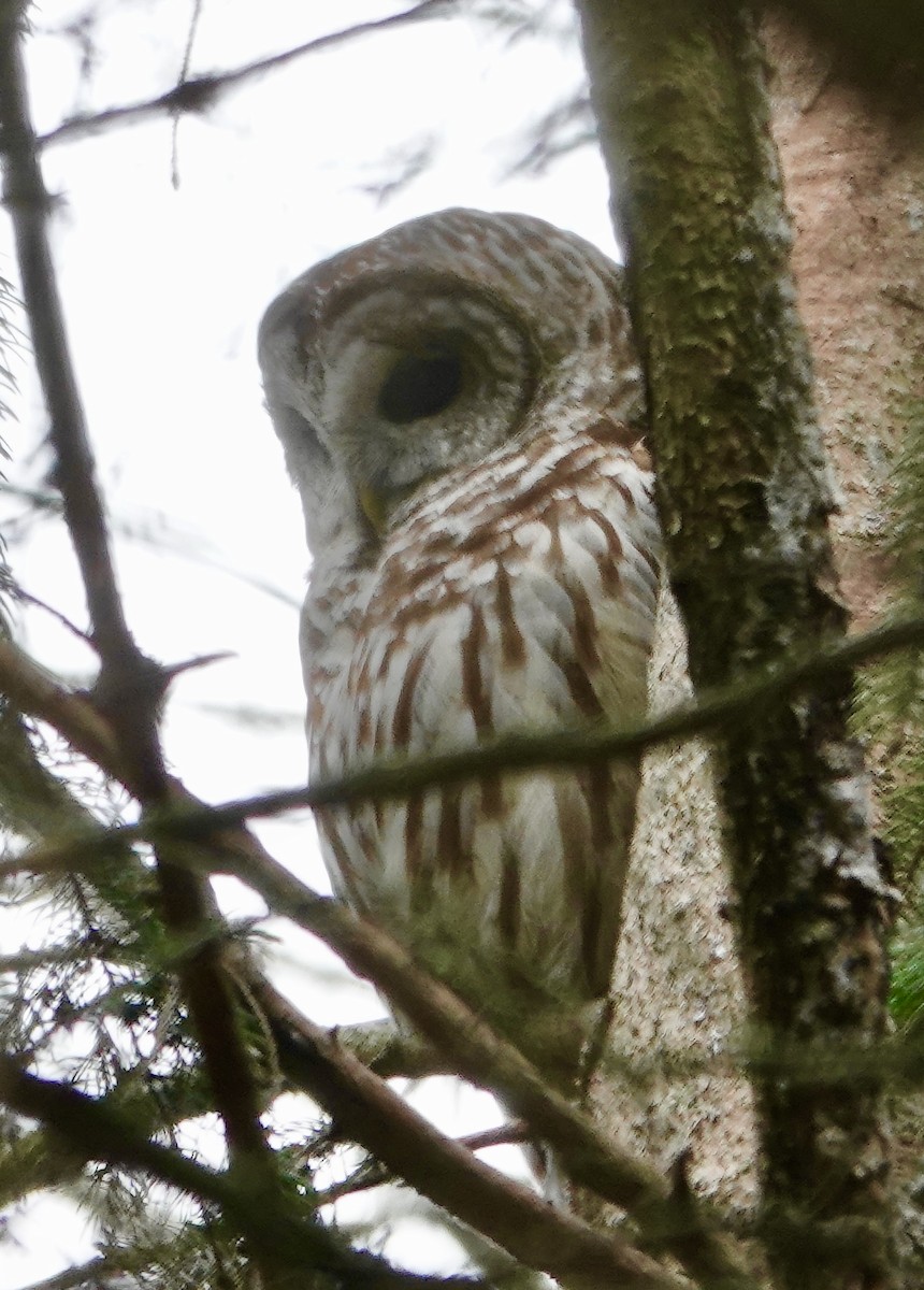 Barred Owl - Candy Giles