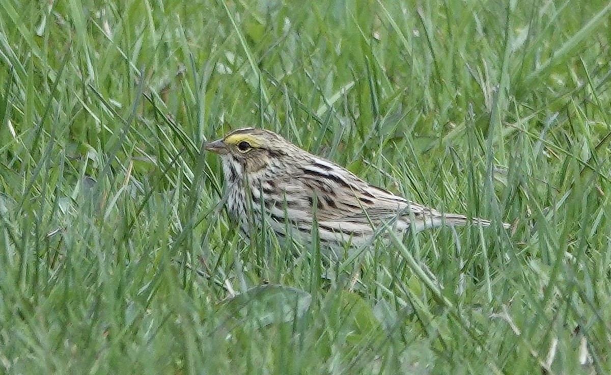 Savannah Sparrow - ML617414972