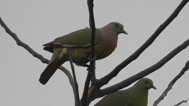 Pink-necked Green-Pigeon - ML617414973