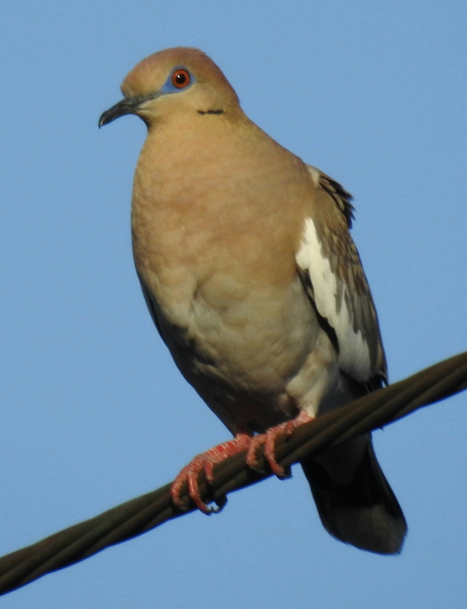 White-winged Dove - ML617415016