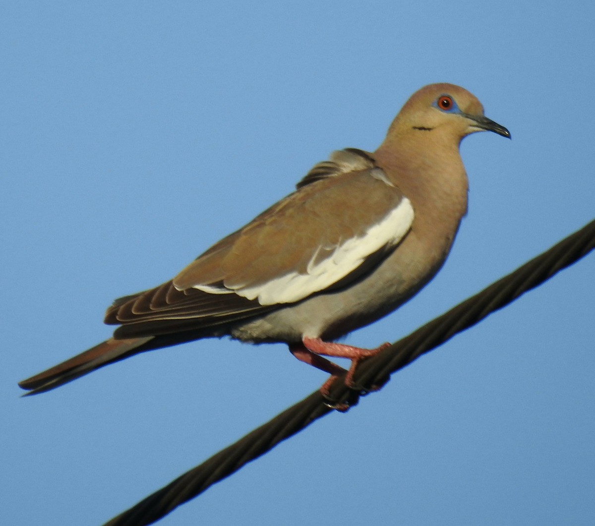 White-winged Dove - ML617415018