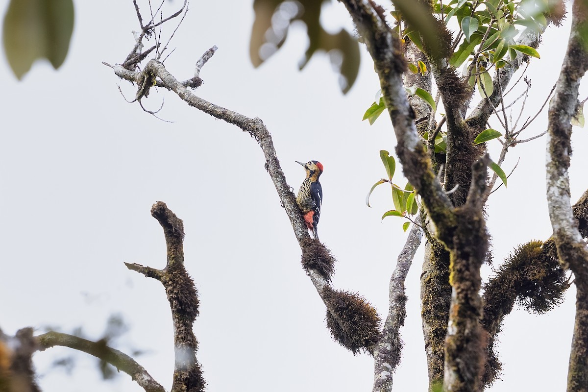 Darjeeling Woodpecker - ML617415048