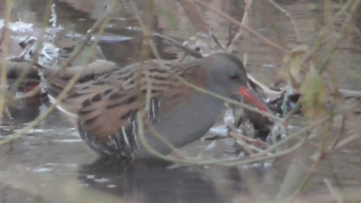 EBird Checklist 15 Dec 2022 Ford Green Nature Reserve 20 Species