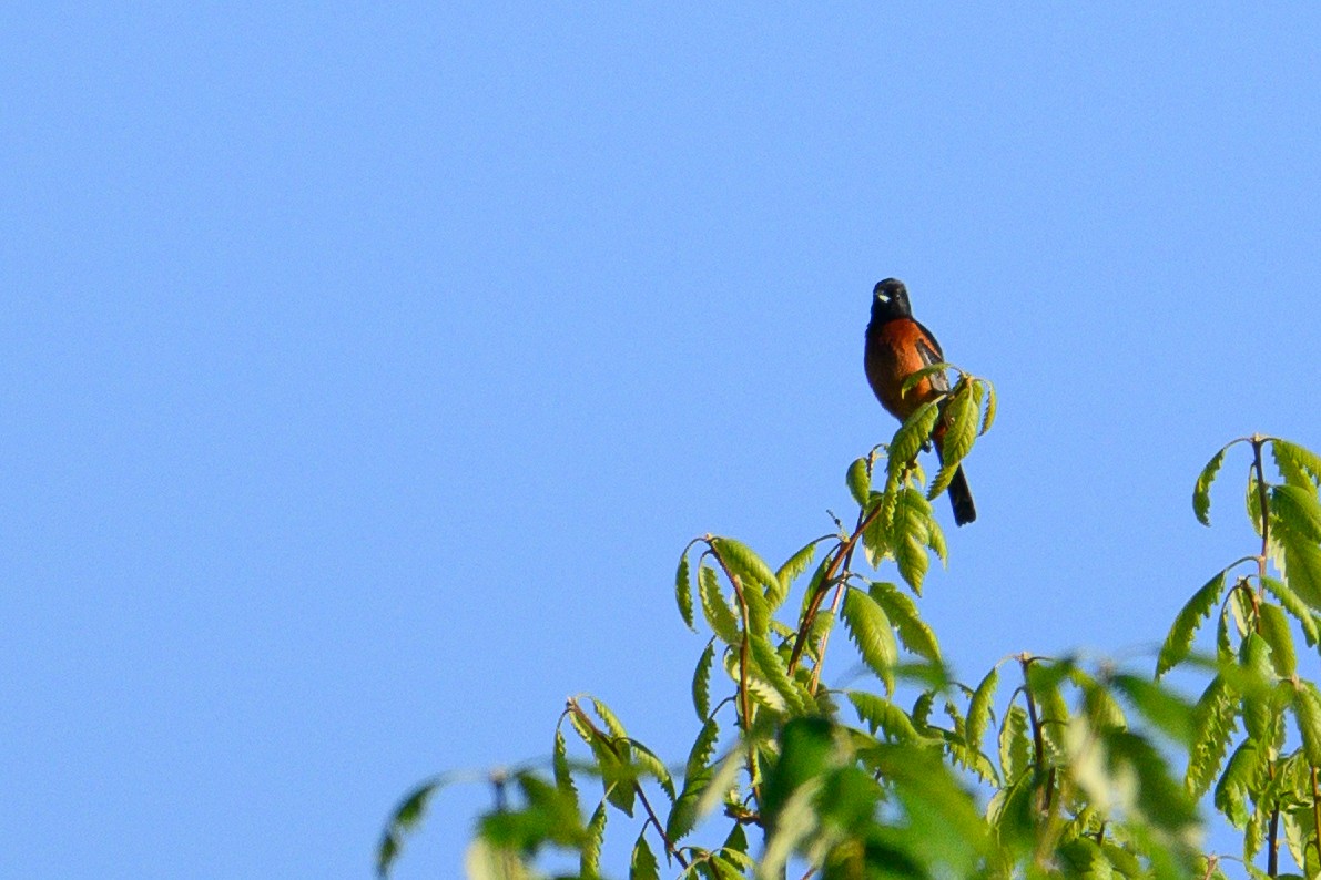 Orchard Oriole - ML617415074