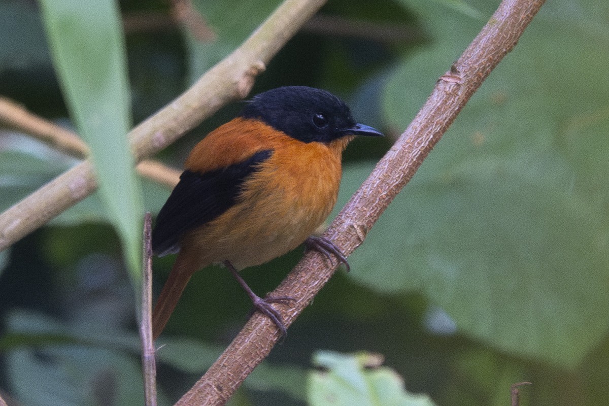 Black-and-orange Flycatcher - Ronith Urs