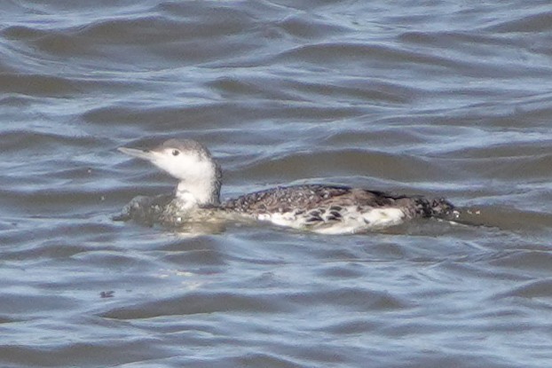 Red-throated Loon - ML617415162