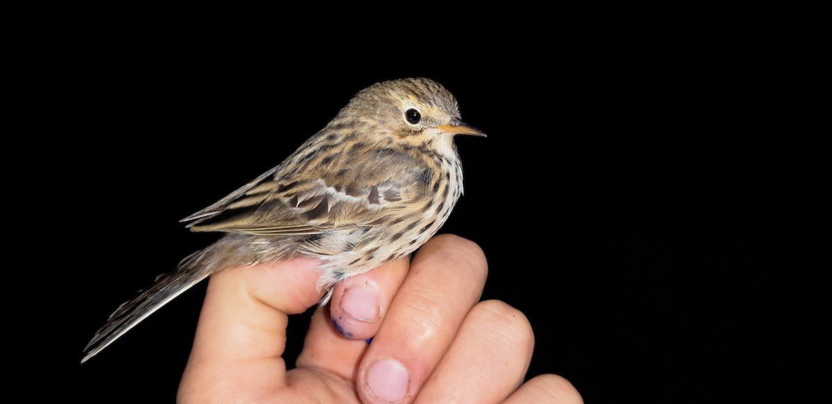Meadow Pipit - ML617415231