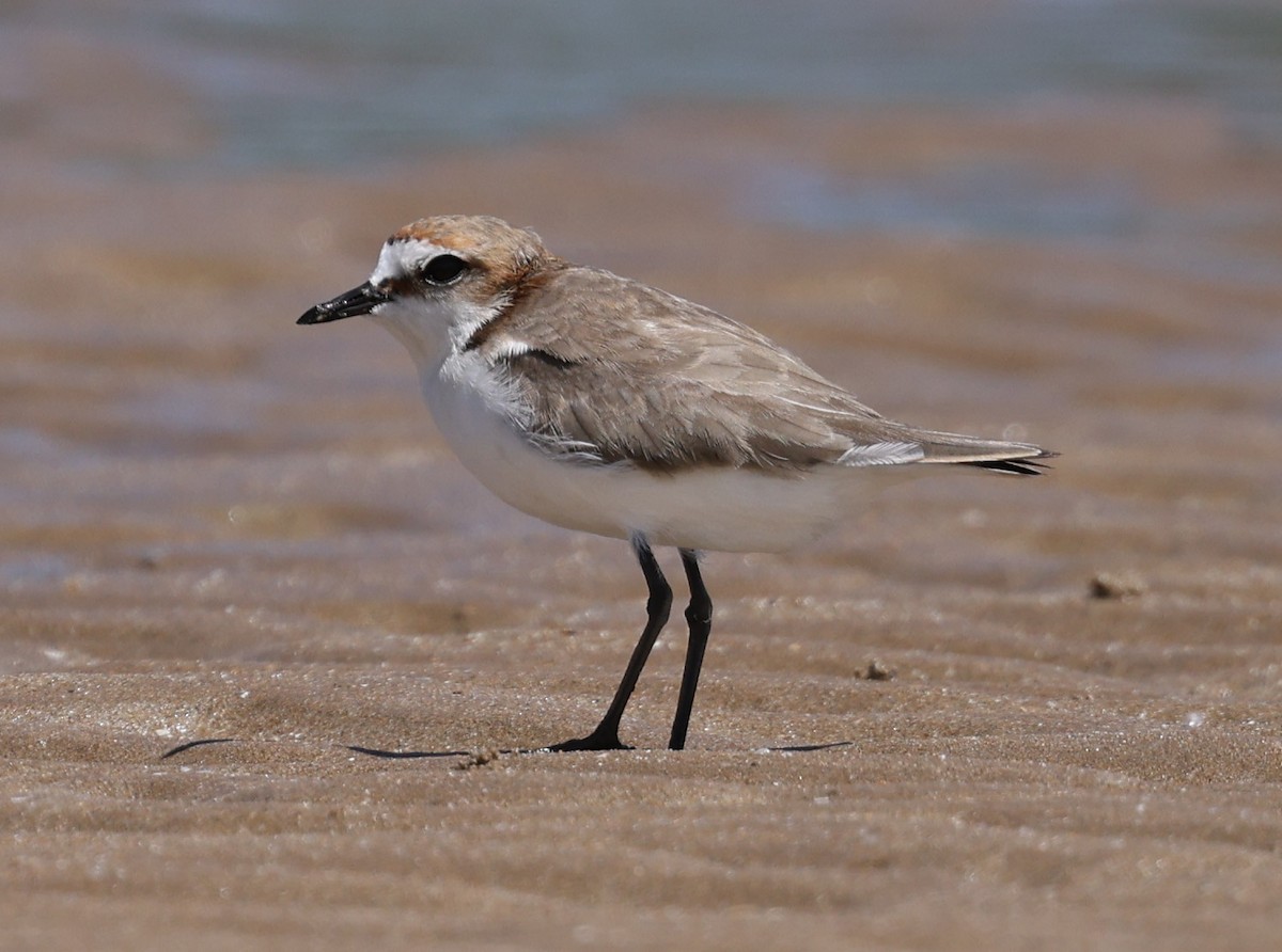 Red-capped Plover - ML617415246