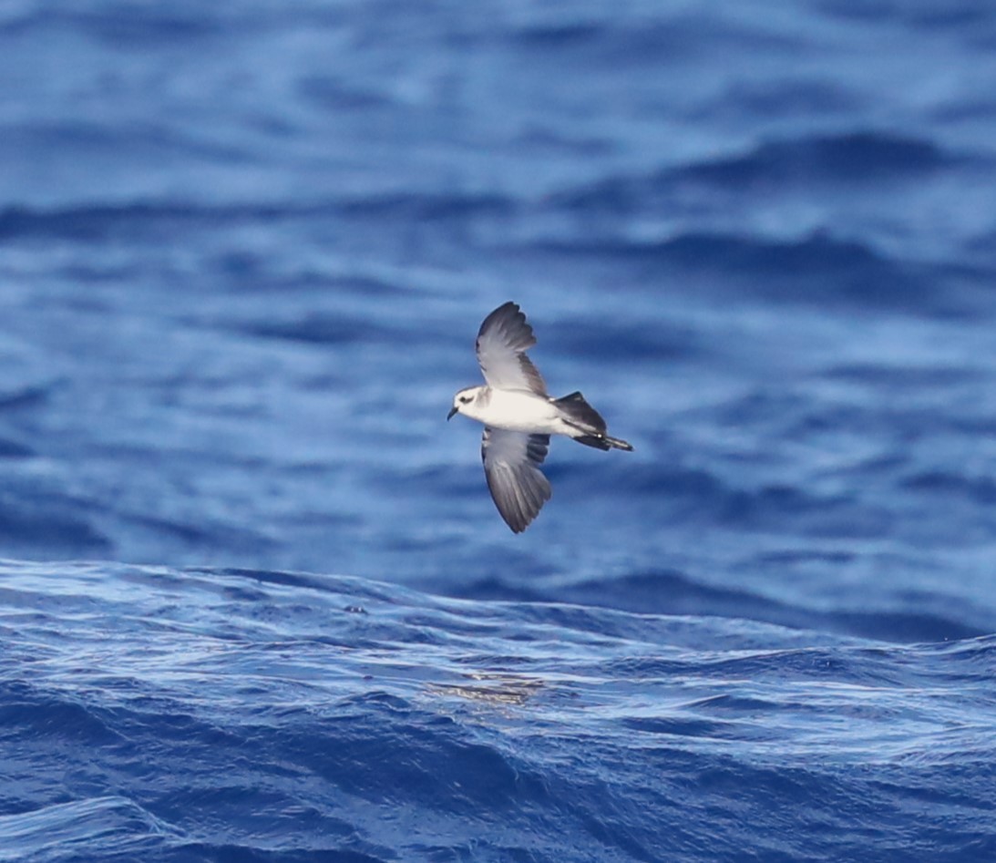 White-faced Storm-Petrel - ML617415281