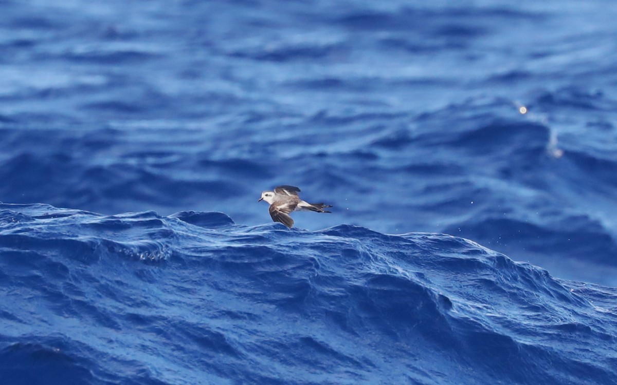 White-faced Storm-Petrel - ML617415282