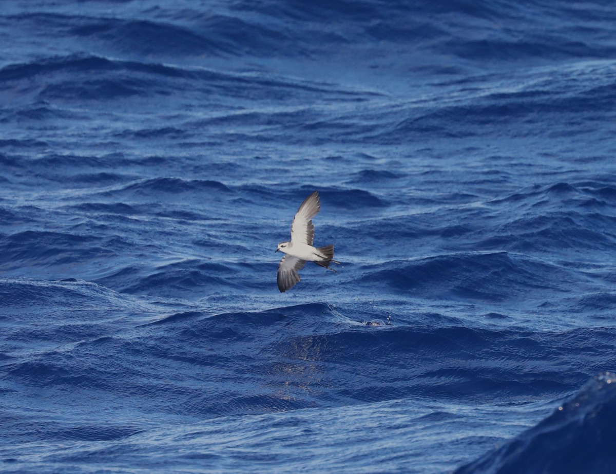White-faced Storm-Petrel - ML617415283