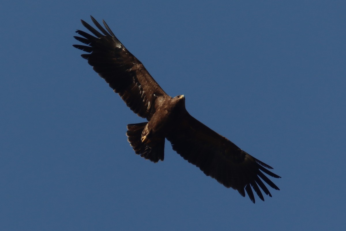 Lesser Spotted Eagle - ML617415334