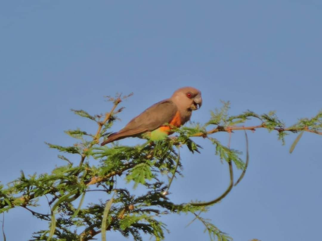 papoušek oranžovoprsý - ML617415382