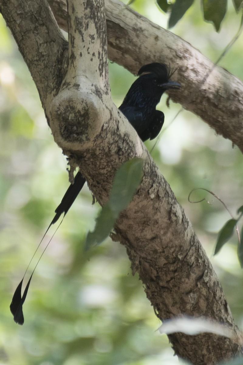 Greater Racket-tailed Drongo - ML617415387