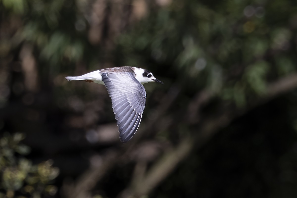 White-winged Tern - ML617415417