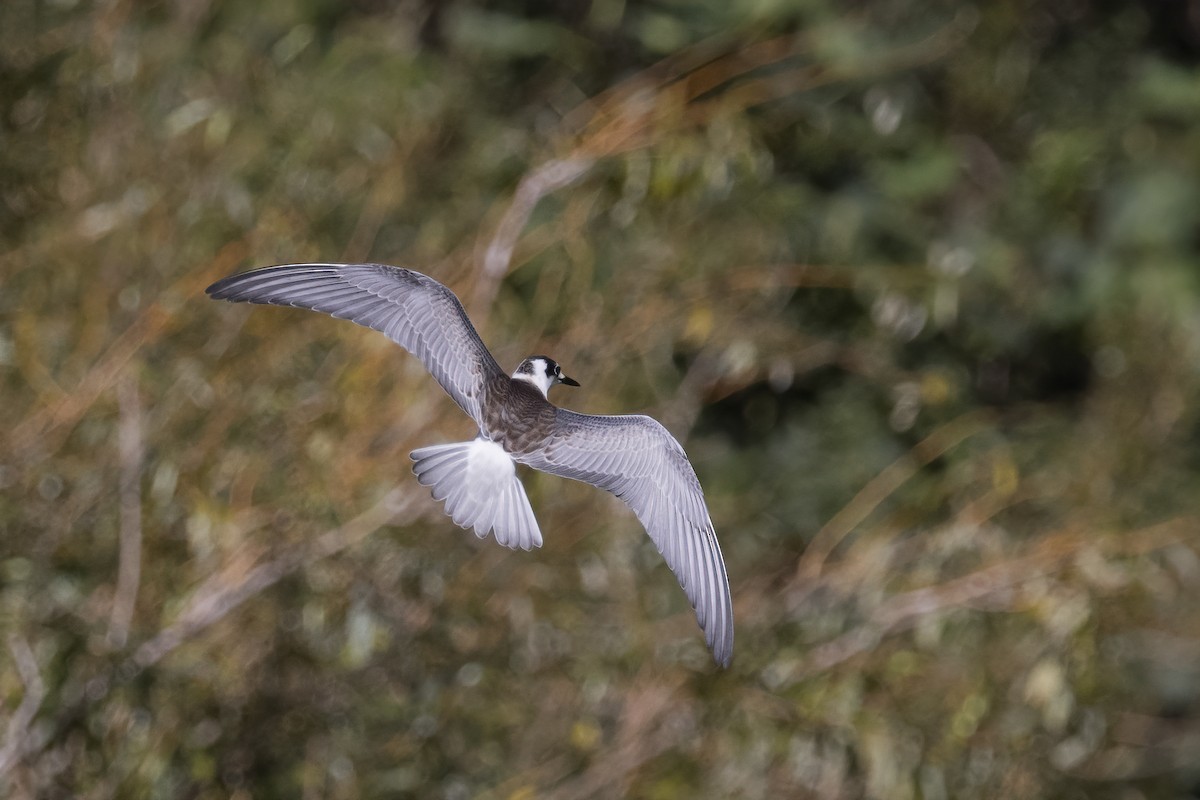 White-winged Tern - ML617415419