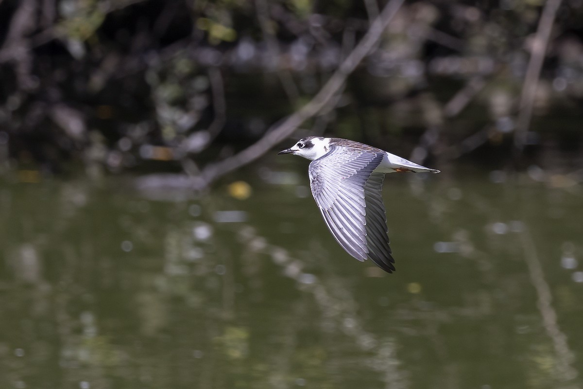 White-winged Tern - ML617415423