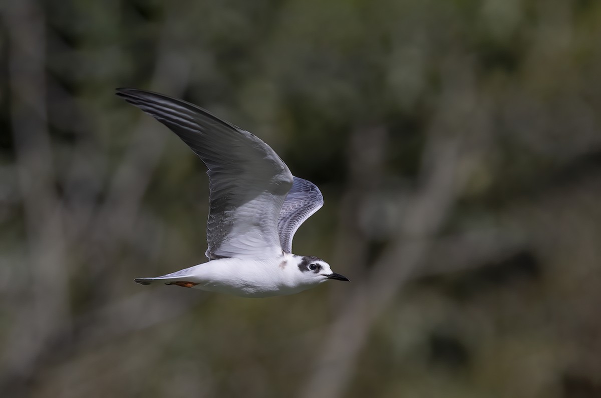 White-winged Tern - ML617415427