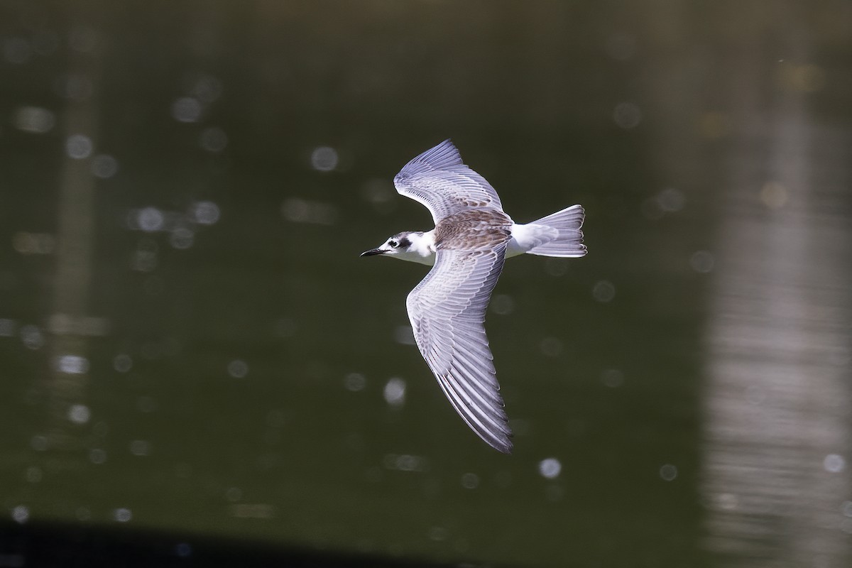 White-winged Tern - ML617415429