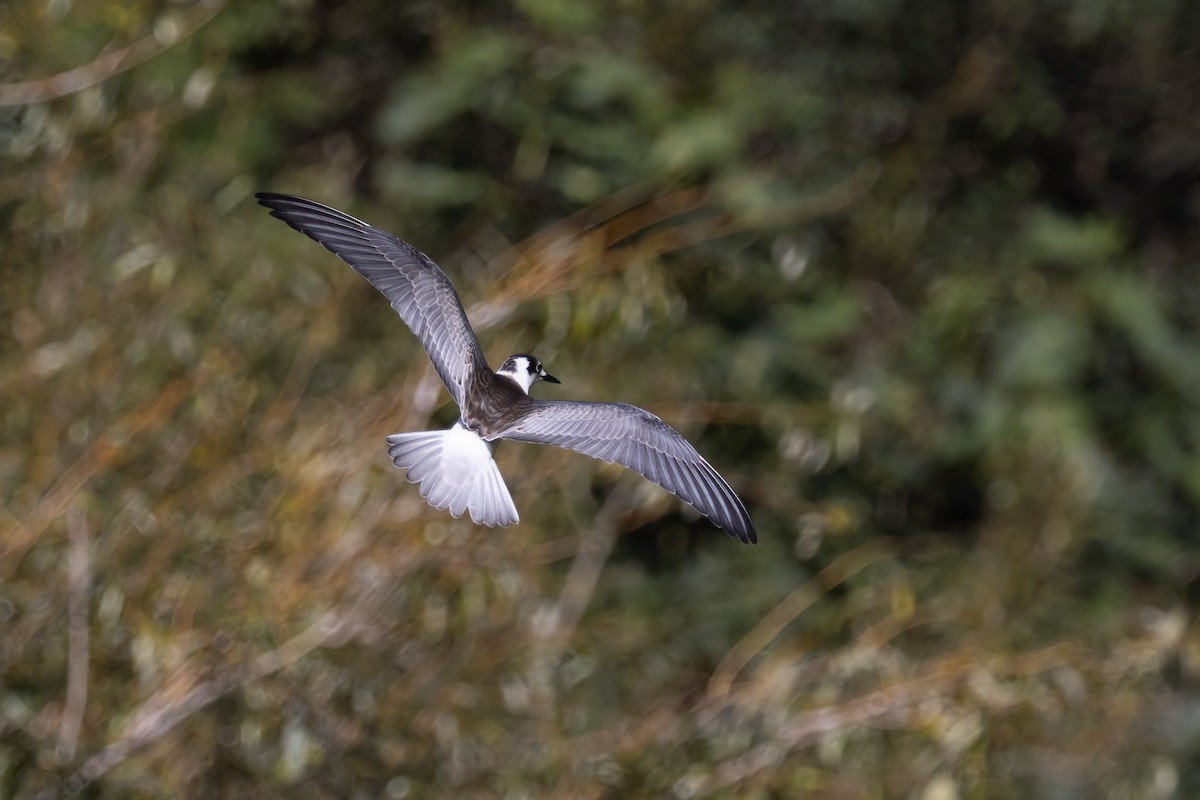 White-winged Tern - ML617415432