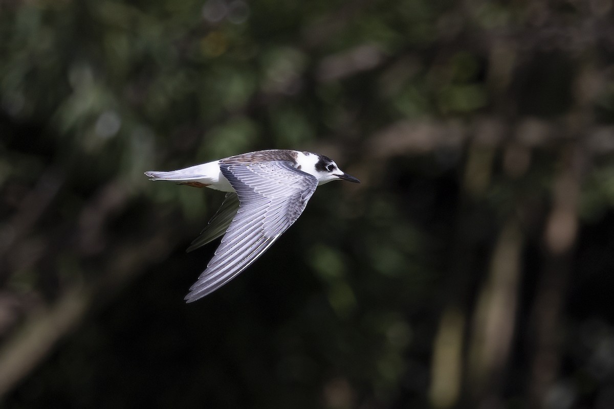 White-winged Tern - ML617415433