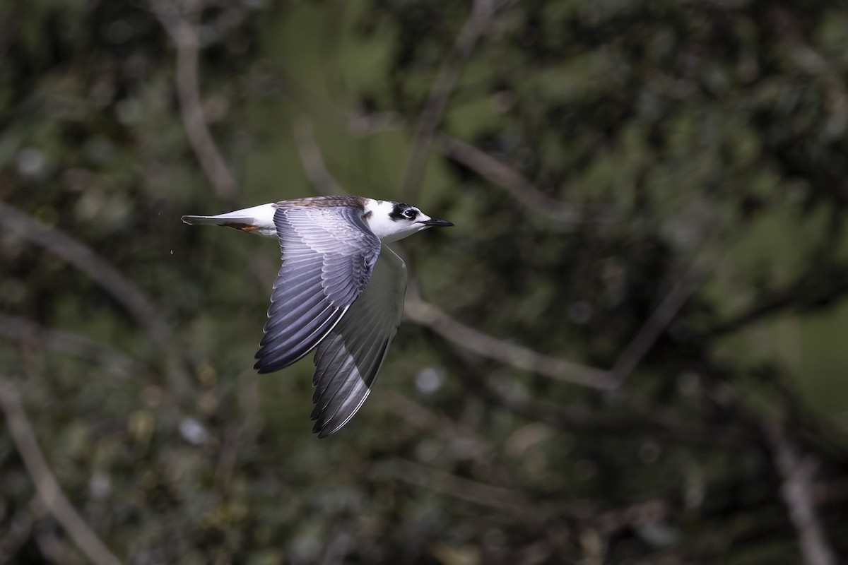 White-winged Tern - ML617415435