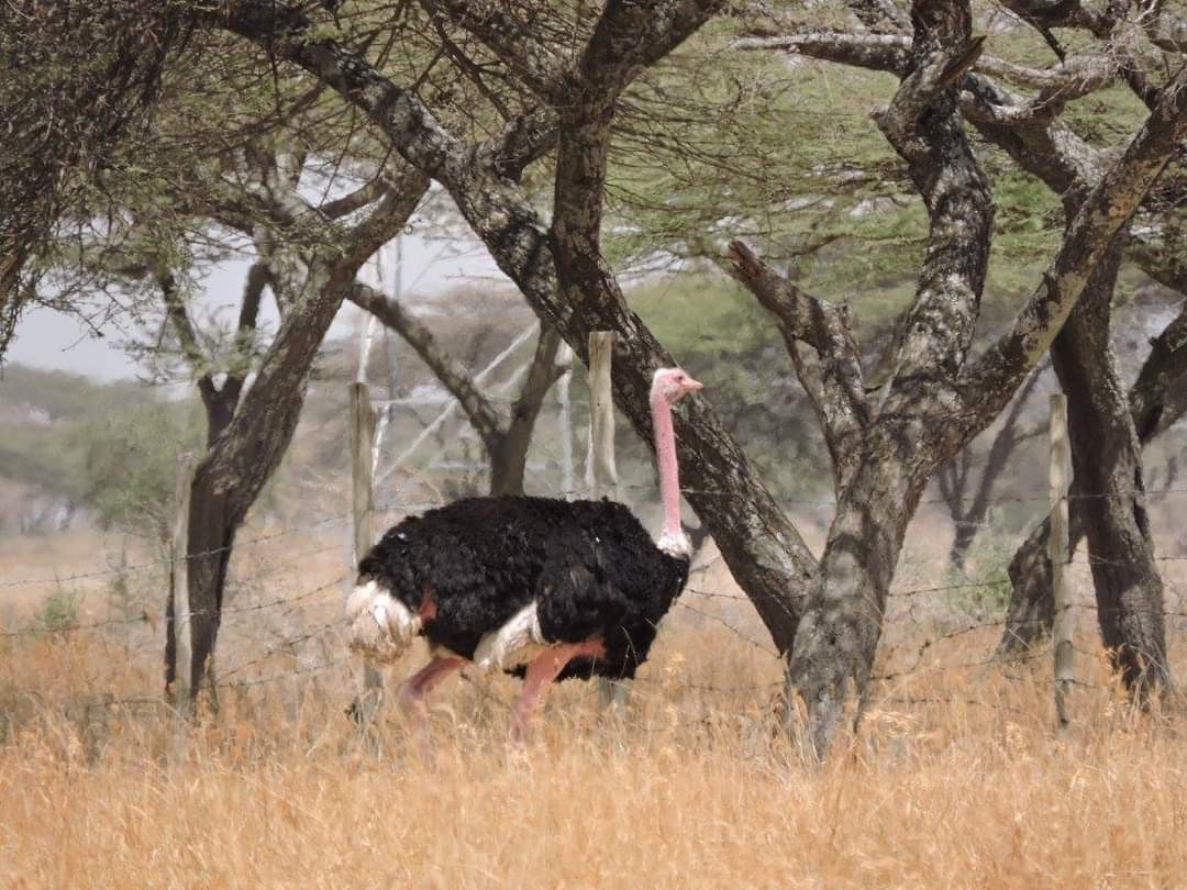 Common Ostrich - Alex Trollope