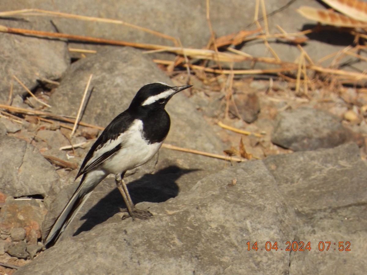 White-browed Wagtail - ML617415519