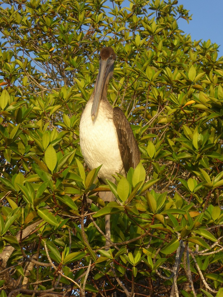 Brown Pelican (Galapagos) - ML617415598