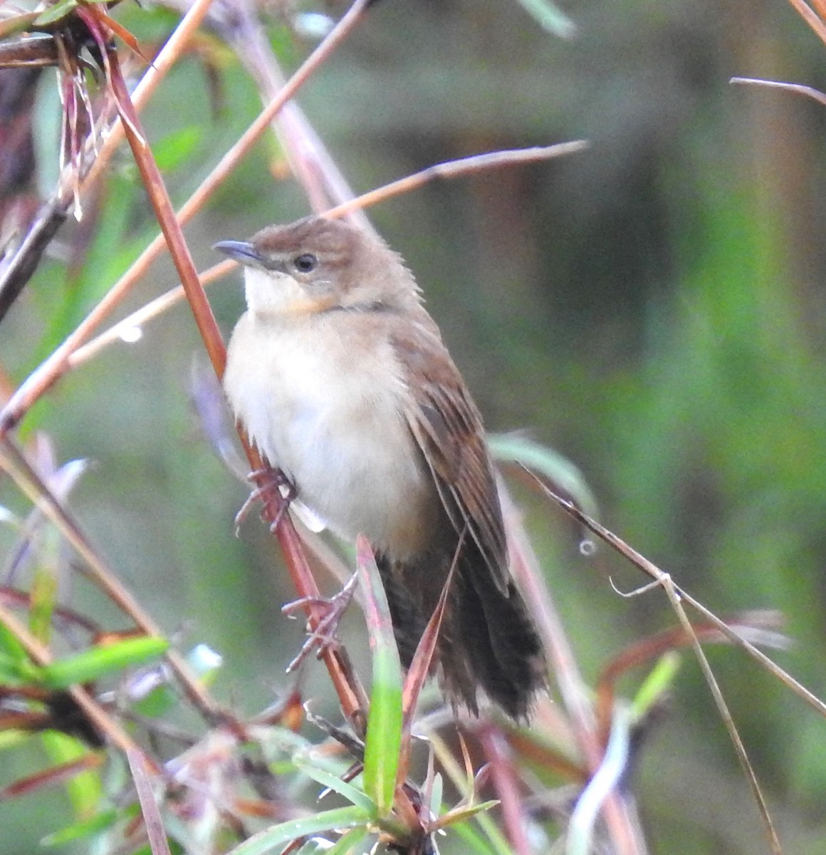 Broad-tailed Grassbird - ML617415604