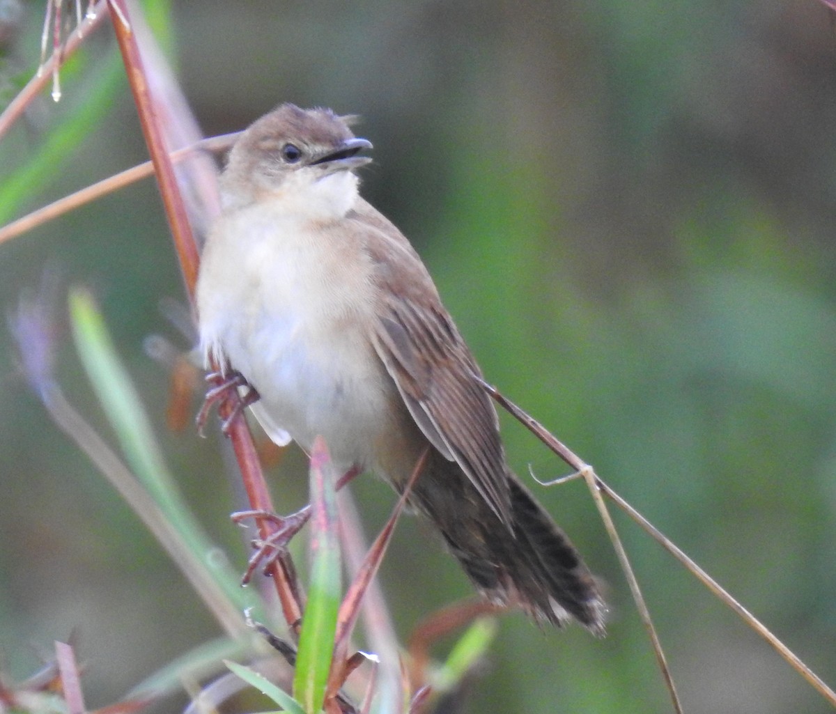 Broad-tailed Grassbird - ML617415606