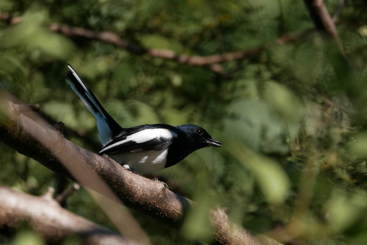 Madagascar Magpie-Robin - Alexandre Vinot